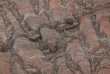 Polished Stromatolite (Acaciella) from Australia - MYA #208201-1